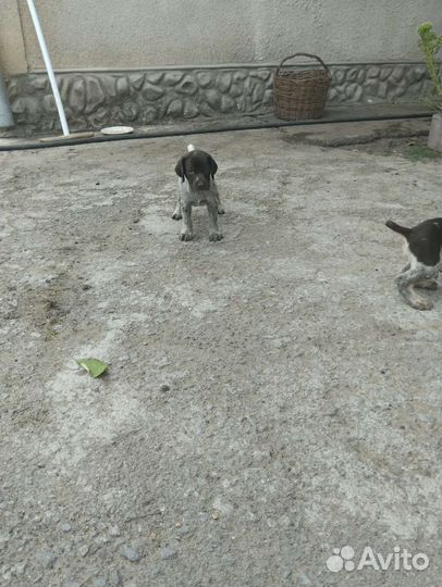 Щенки курцхаара