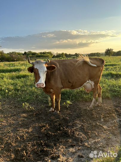 Корова стельная и телка