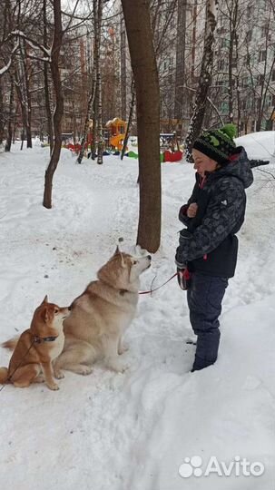 Передержка собак/выгул собак. Кинолог