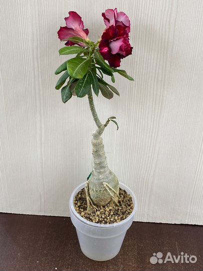 Адениум взрослый (комнатное растение)