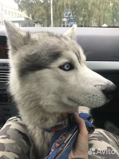 Кобель сибирский хаски.Вязка