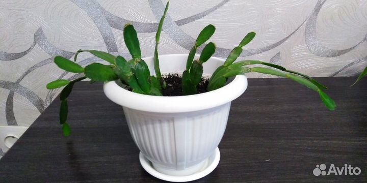 Рождественник