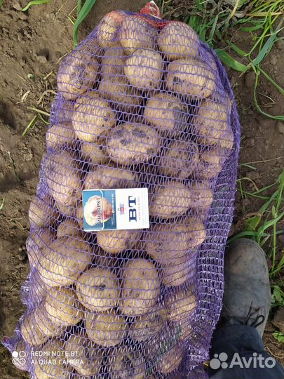 Продам картофель оптом