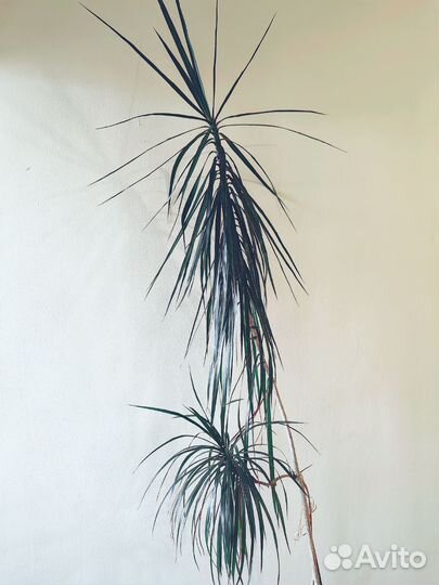 Драцена с горшком высота 2,5 метра