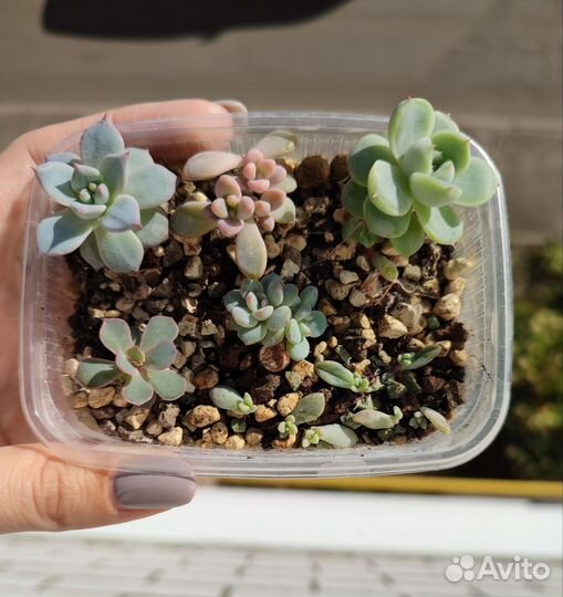 Суккуленты набор