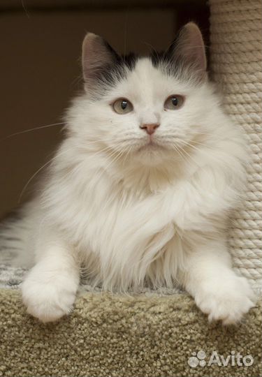 Баунти ищет дом