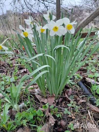 Нарциссы луковицы