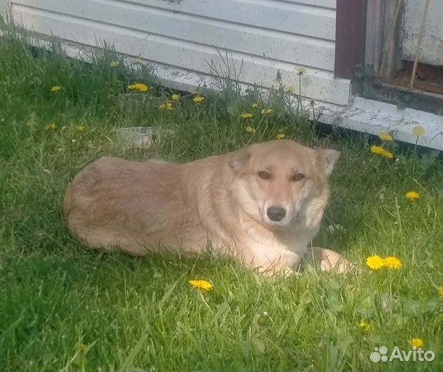 Собака в добрые руки