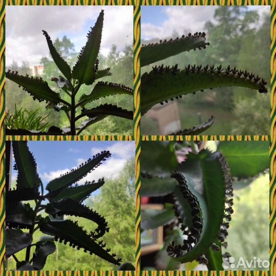 Каланхоэ лечебное, герань душистая, золотой ус