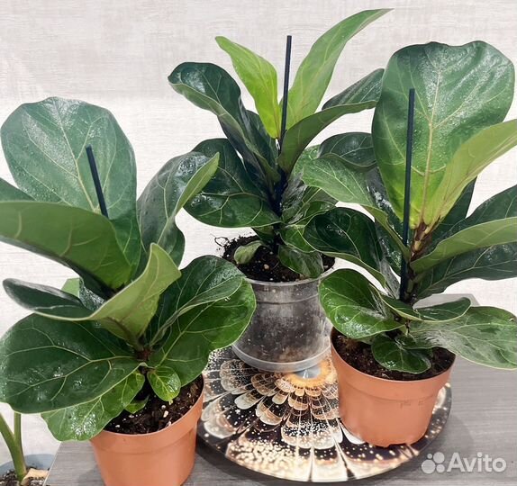 Фикус лирата бамбино