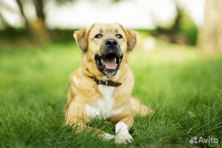 Собака Мартин из приюта