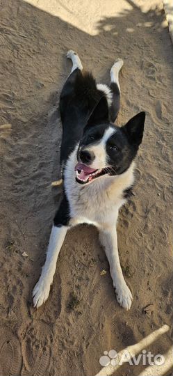 Зоогостиница (передержка животных)