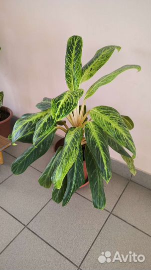 Аглаонема кинг сиам