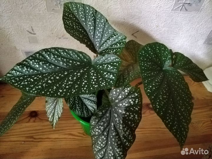 Коралловая бегония жемчужная декоративно цветущая