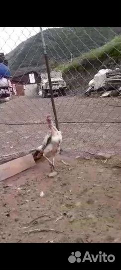 Бойцовая курица два с половиной месяца