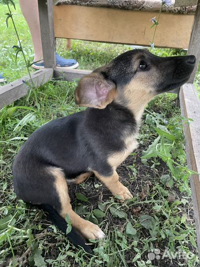 Щенята в добрые руки