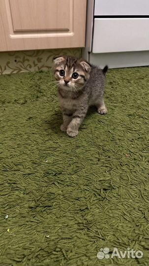 Шотландская вислоухая