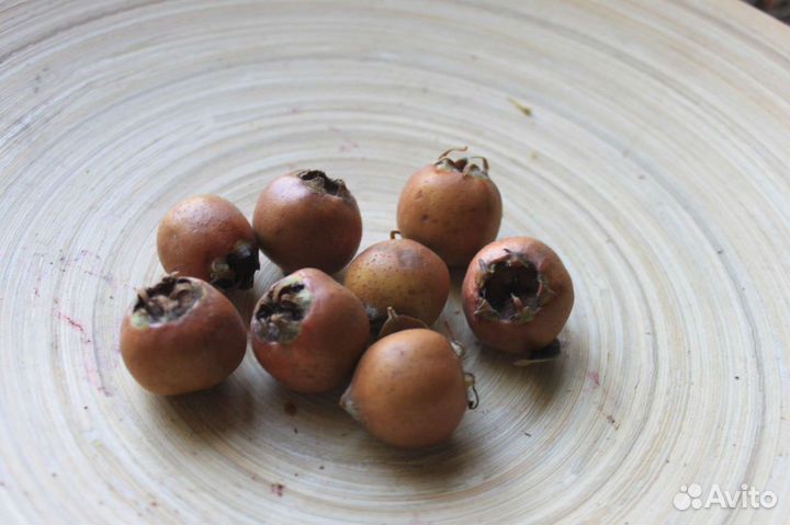 Мушмула Японская семена Свежий сбор