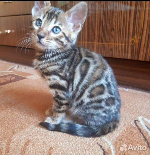 Бенгальская кошка