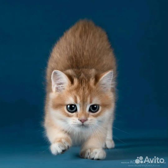 Мальчик золотая британская шиншилла