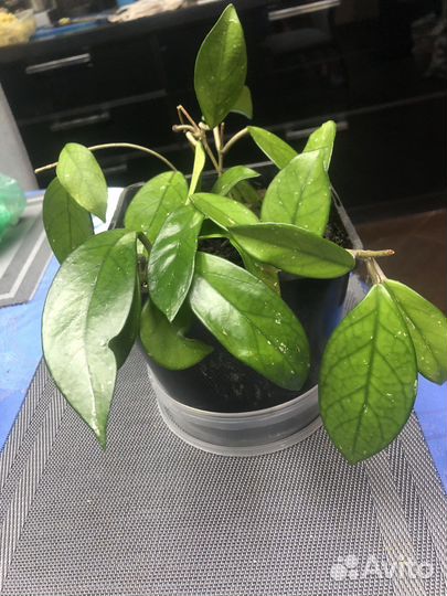 Хойя карноза