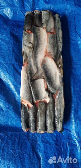 Горбуша пбг 1 сорт блочн. морож. глазир. 1/22 кг