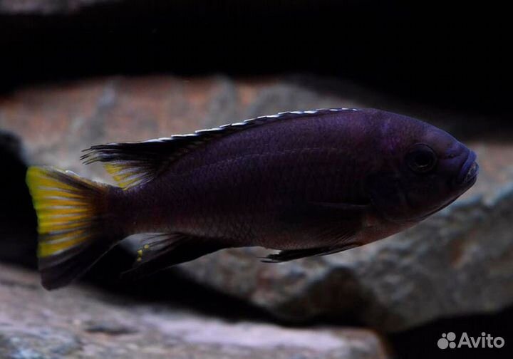 Малавийские цихлиды африка