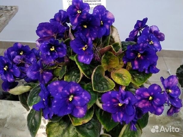 Фиалки трейлеры