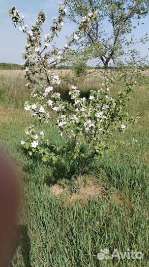 Семечки подсолнечника для птиц