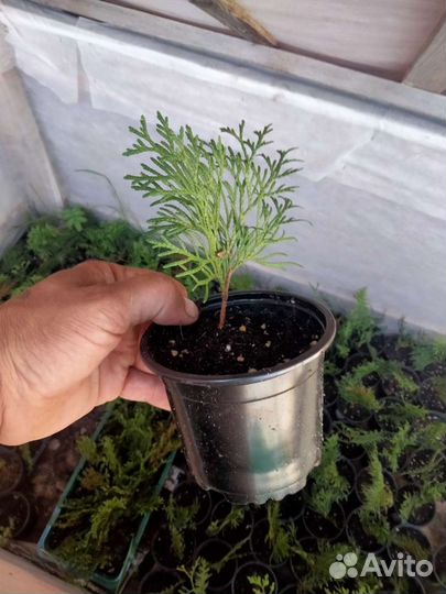 Укорененные черенки туи