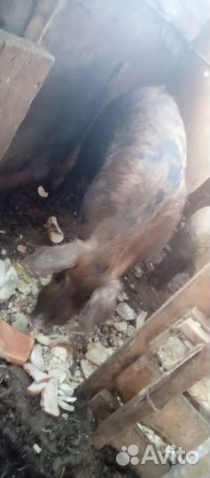 Хряк на случку или продажу