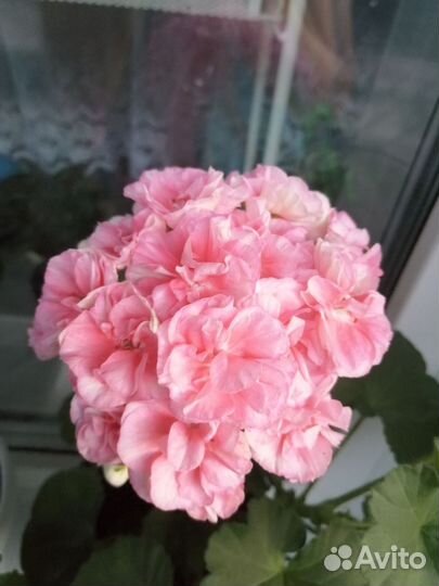 Пеларгония герань