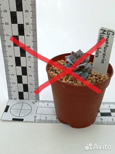 Суккуленты разные