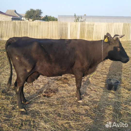 Корова дойная