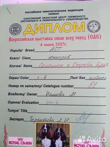 Амстафф щенок
