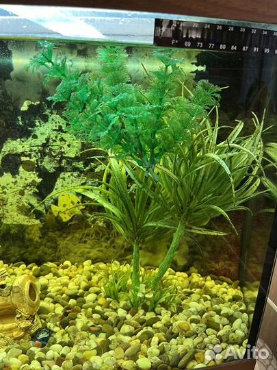 Аквариум с рыбками