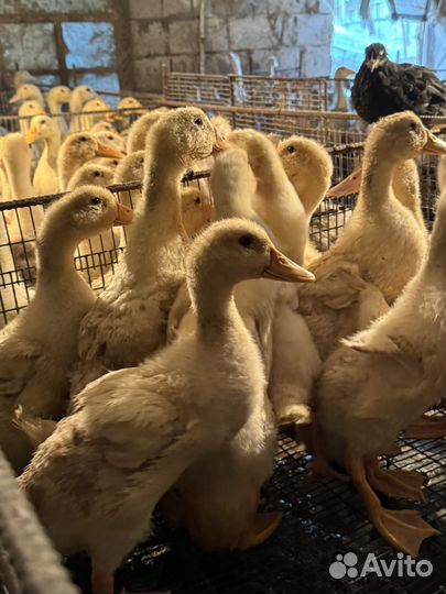 Утка стар 53