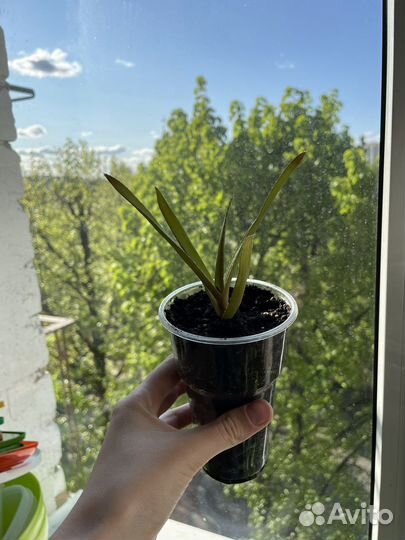 Спатифиллум