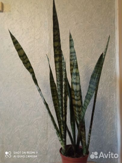 Сансевиерия