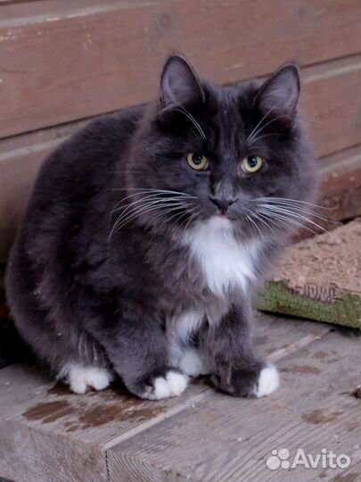 Коты курильский бобтейл