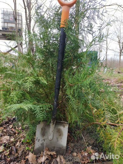 Туя Брабант