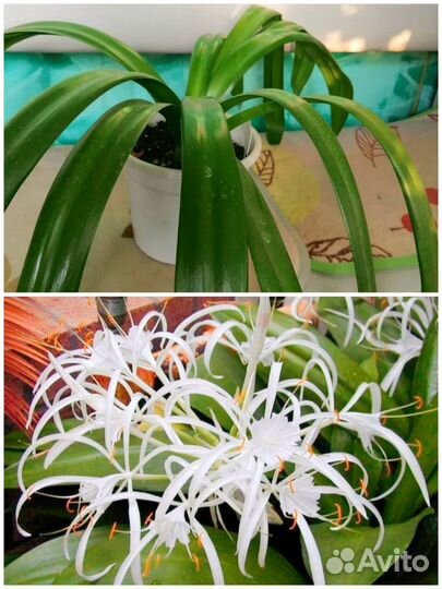 Гименокаллис