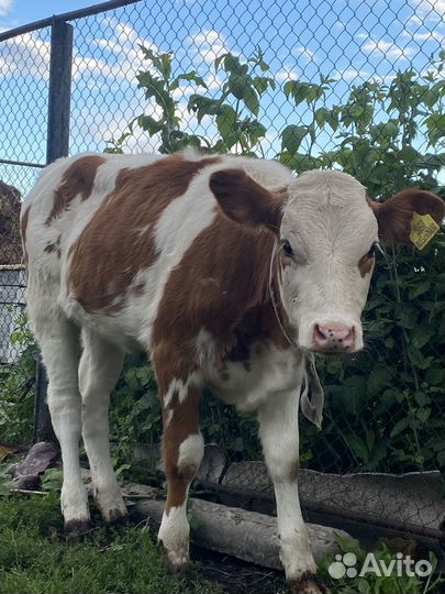 Телята 6 месяцев
