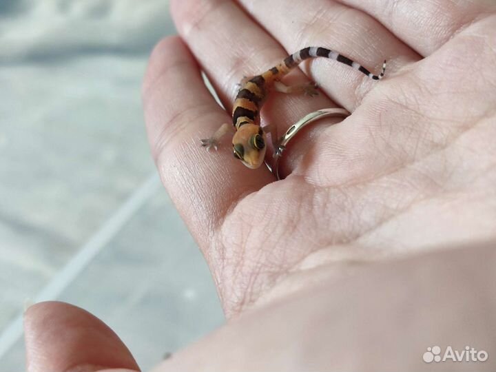 Геккон полупалый triedrus