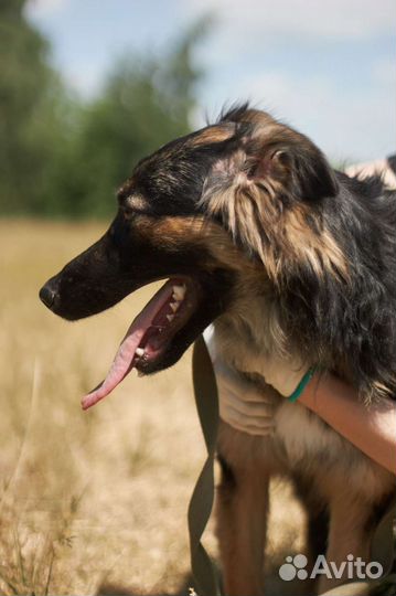 Приезжайте к нам приют и станьте другом собаке