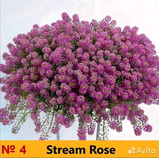 Вегетативка