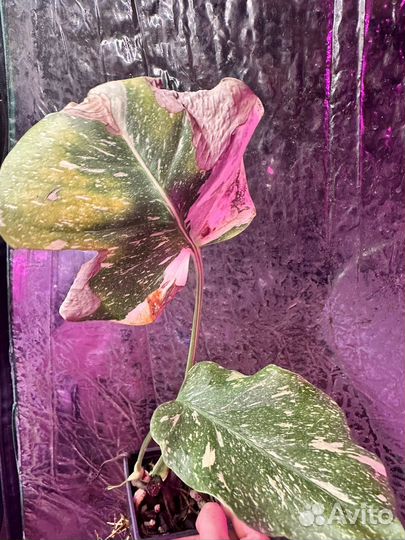 Монстра Тайское созвездие