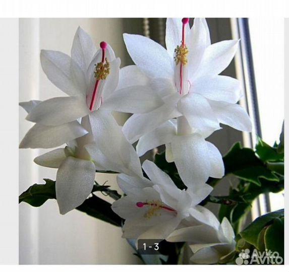 Домашние цветы