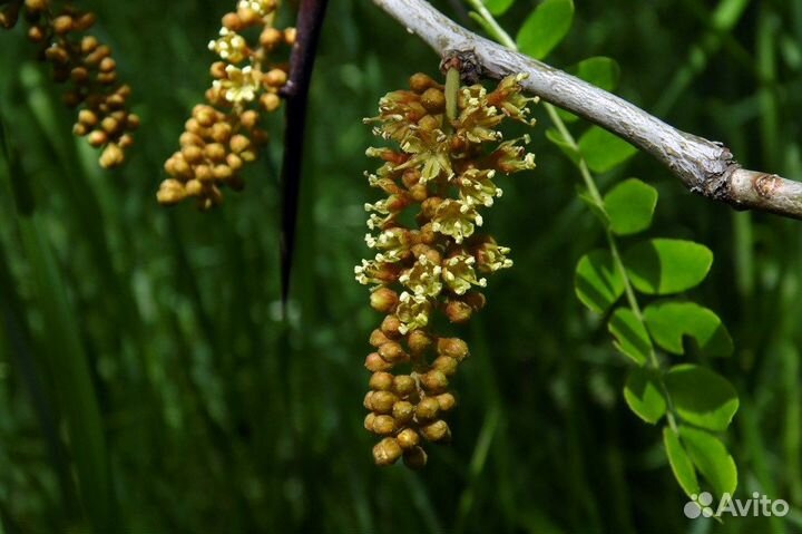 Гледичия невооруженная и трехколючковая, семена