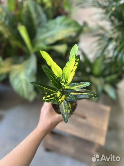 Кодиум Санни Стар